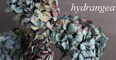 Flower Spotlight: Hydrangea