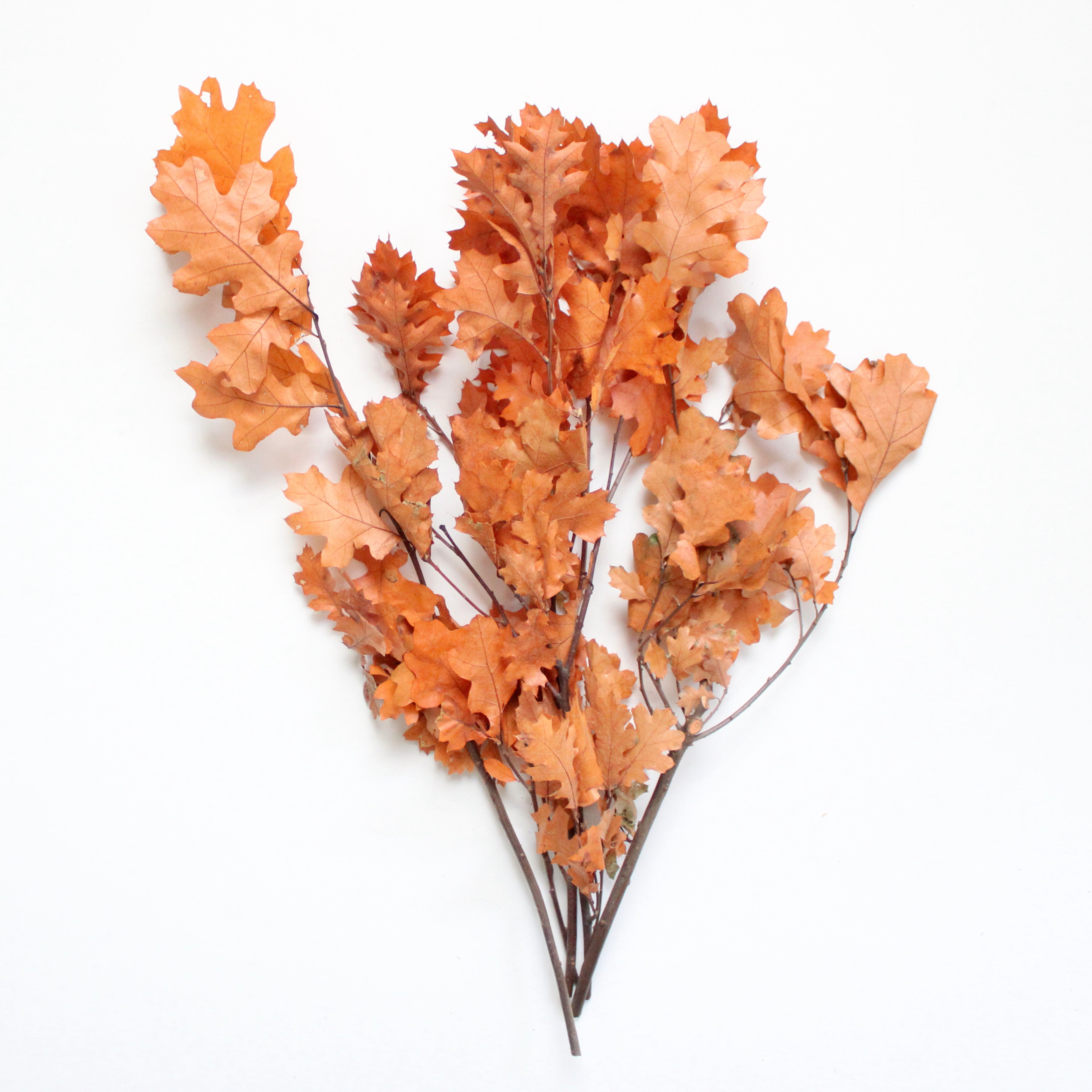 Preserved Orange Oak Leaves