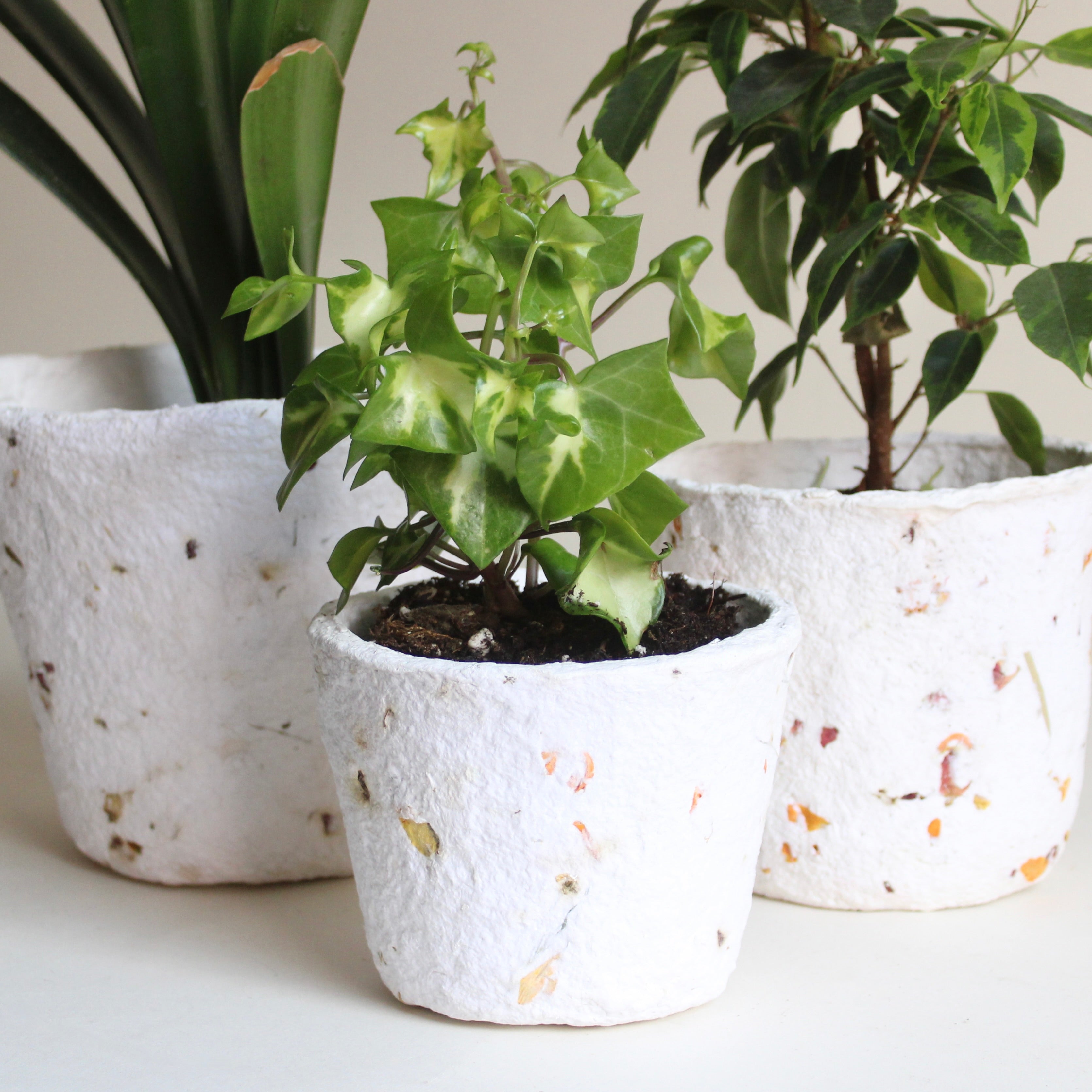 cotton plant in pot Floral Cotton Mache Container Small