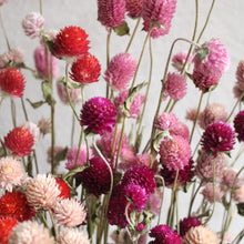 Load image into Gallery viewer, Dried Gomphrena
