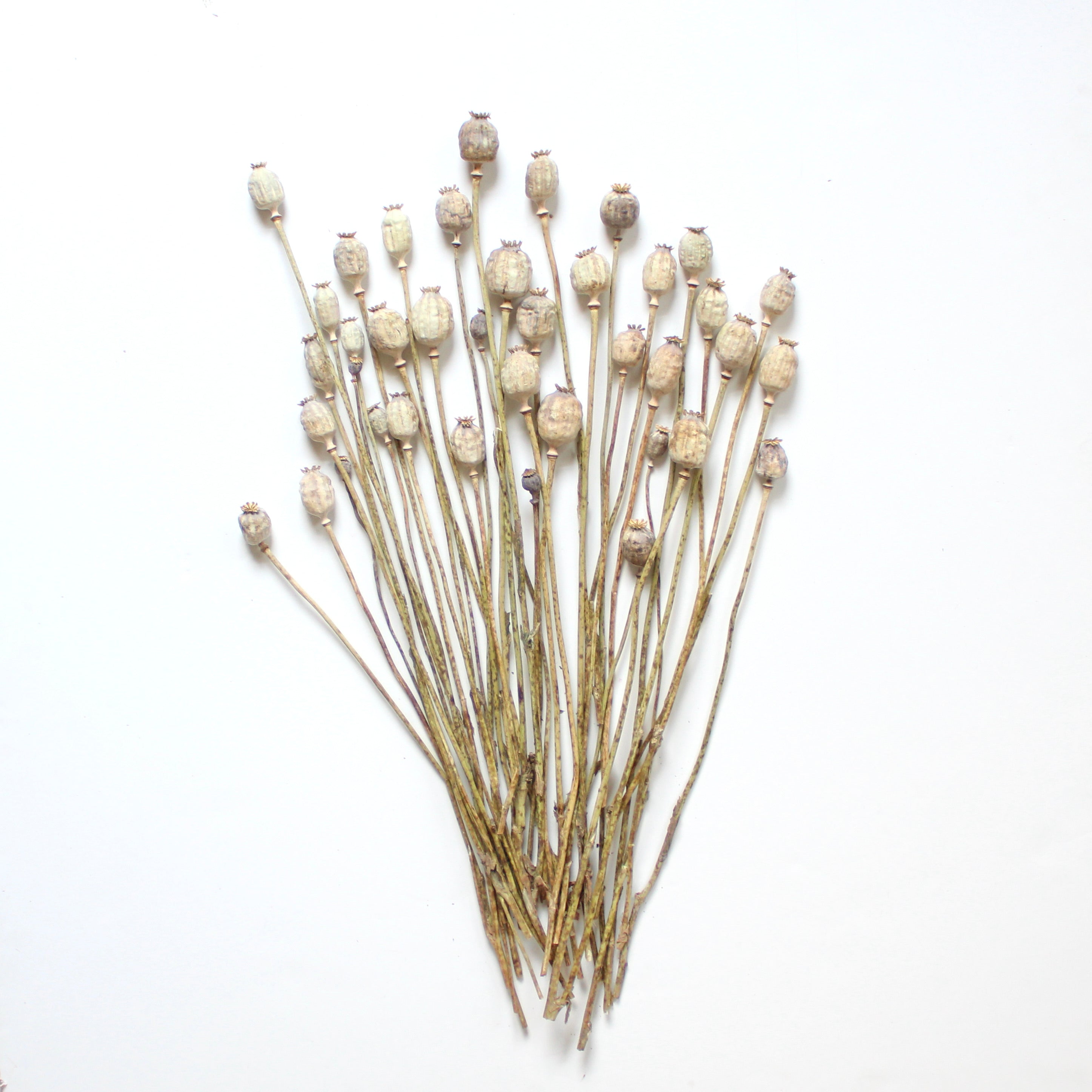 Naturally Dried Poppies