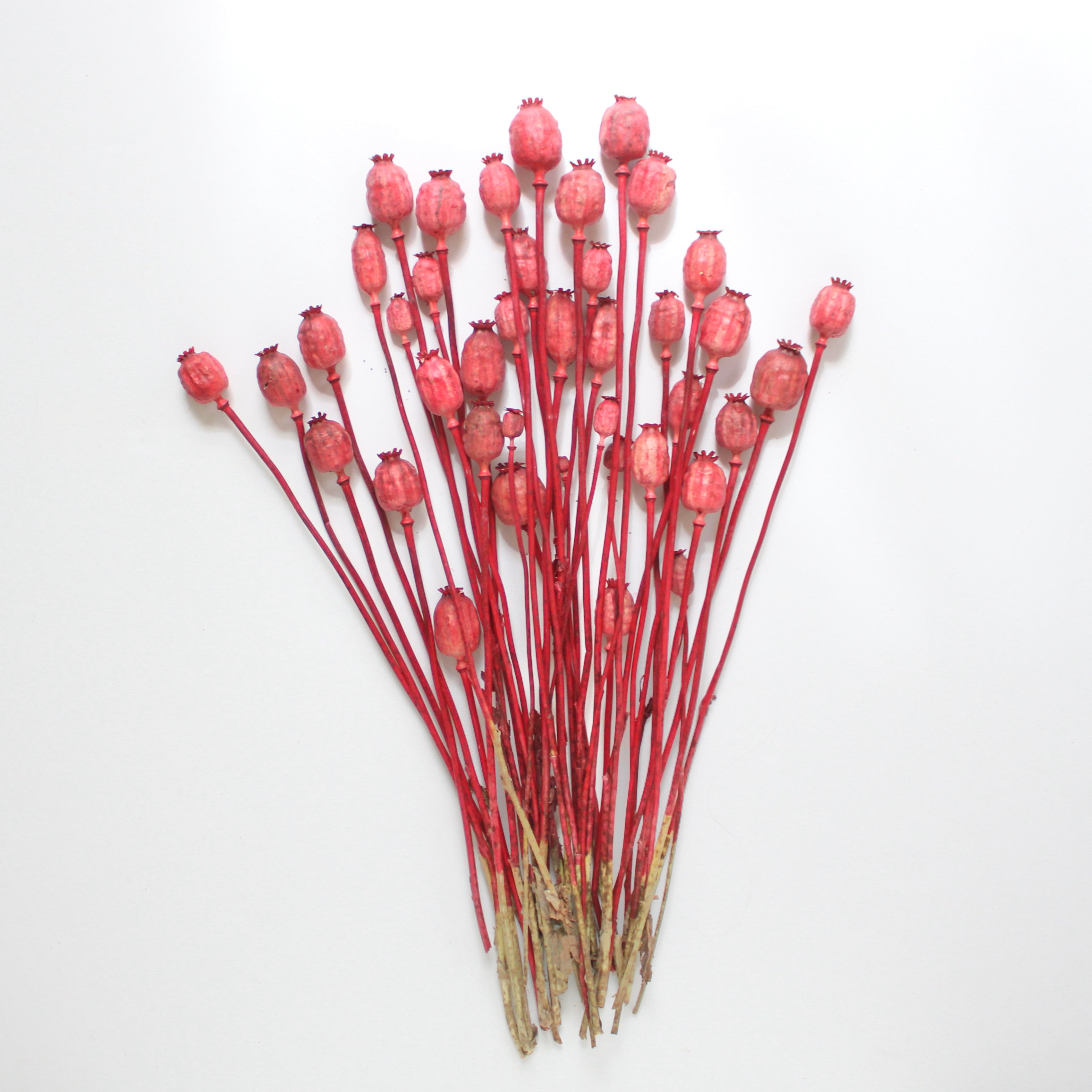Dyed Red Poppies