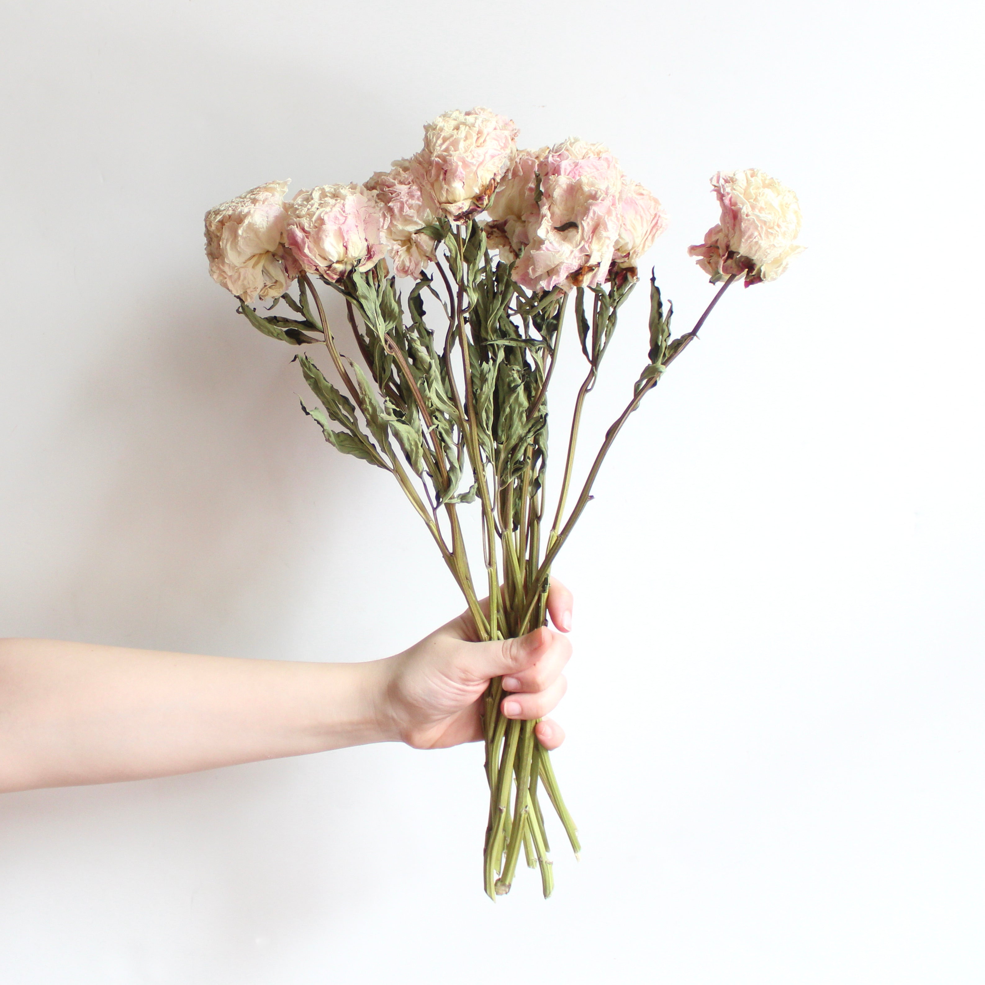 dried blush peony bunch