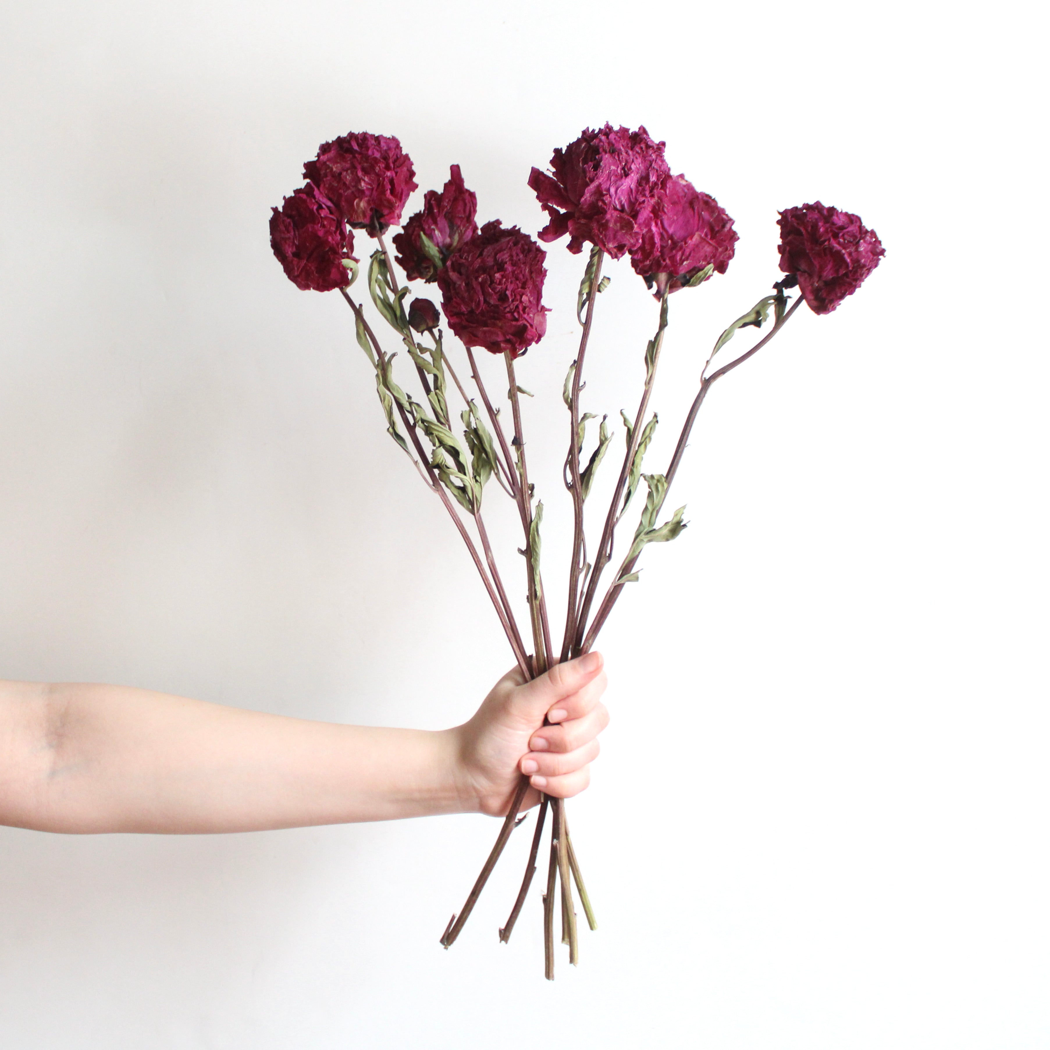 dried burgundy peony bunch