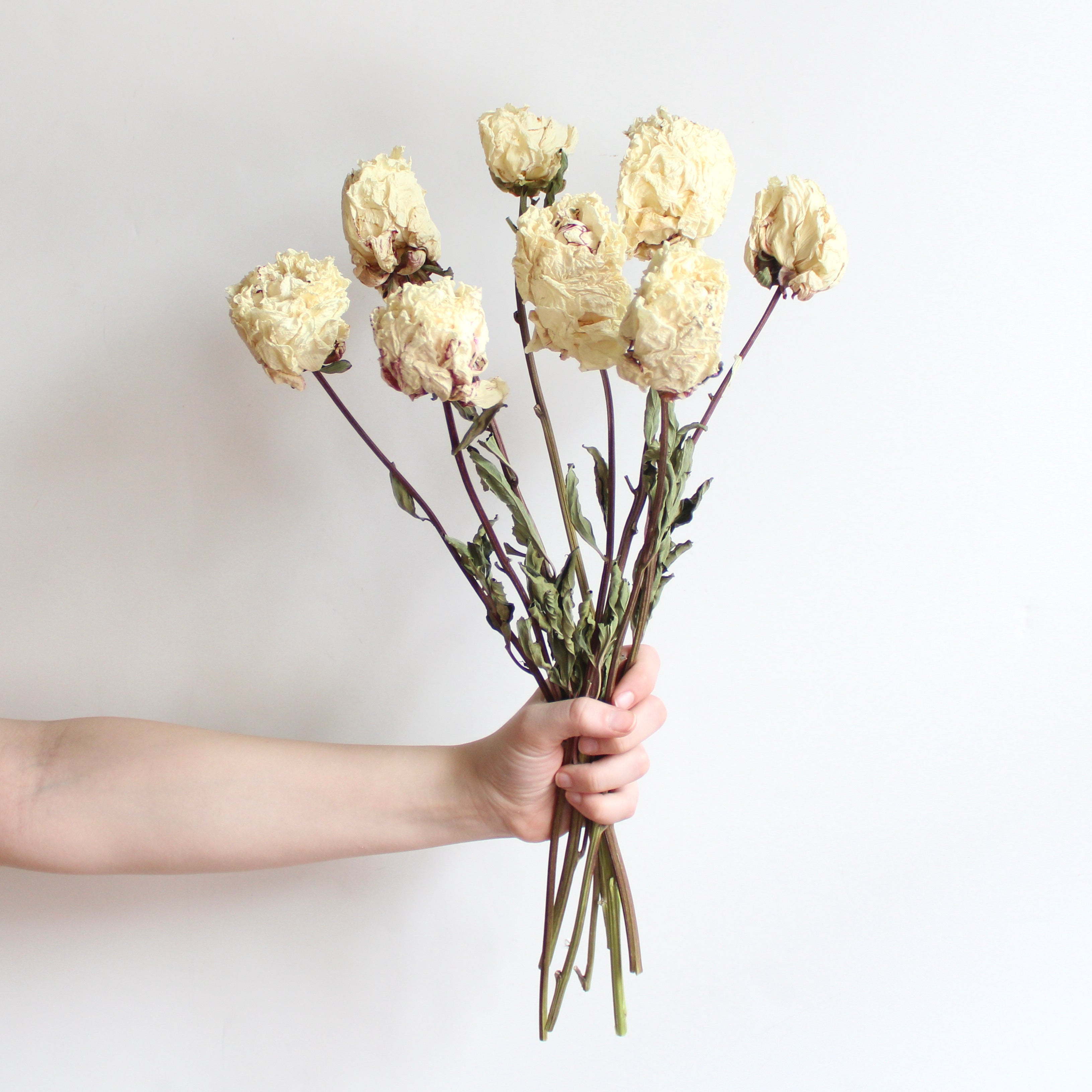 dried cream peony bunch