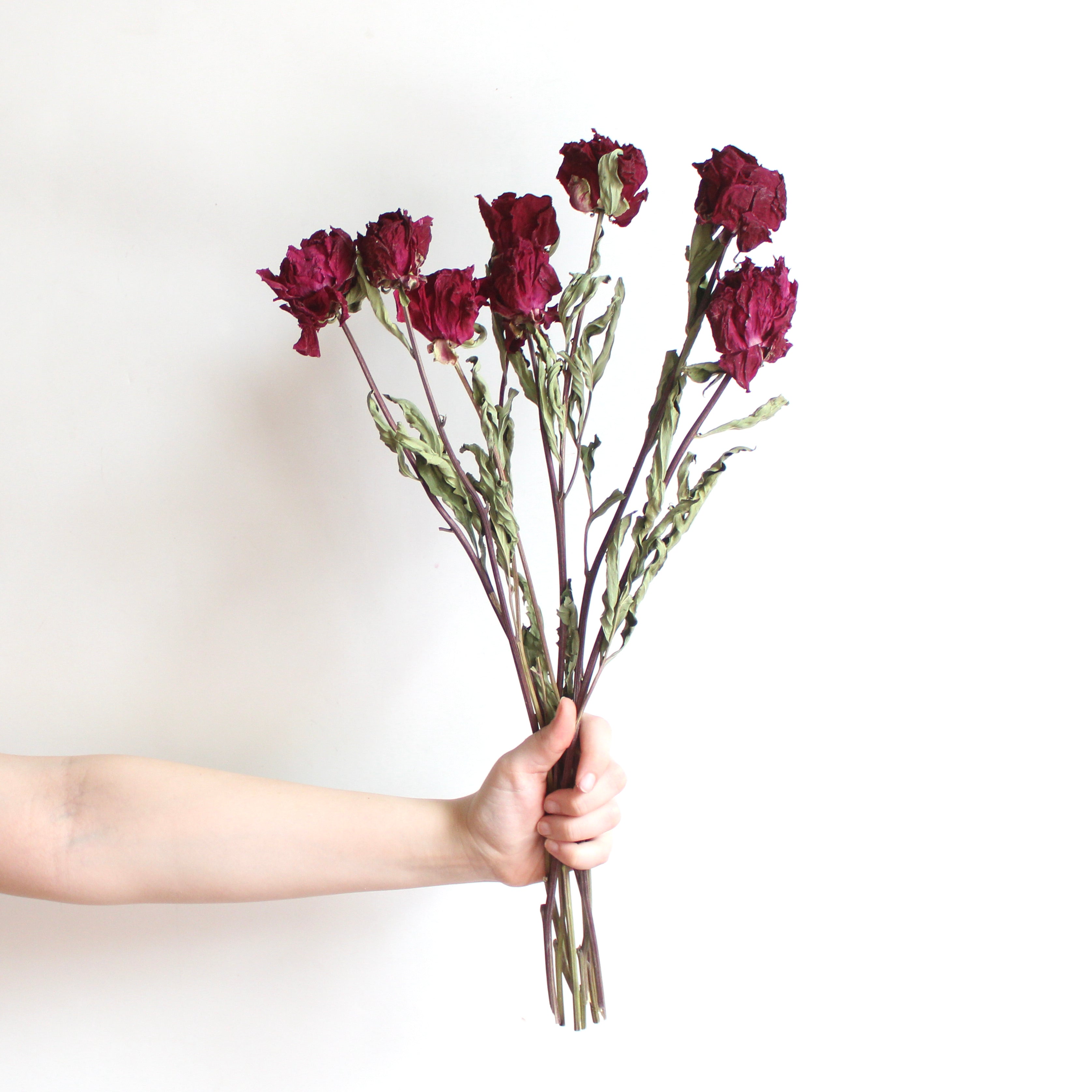 dried merlot peony bunch