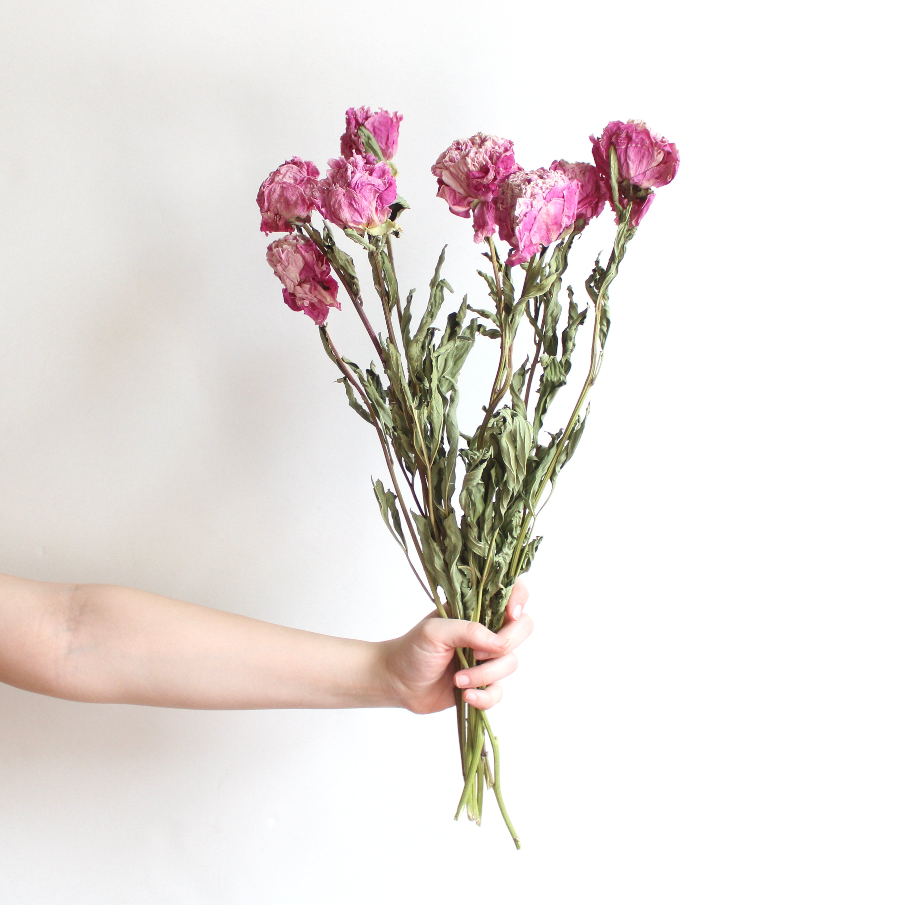 dried pink peony bunch