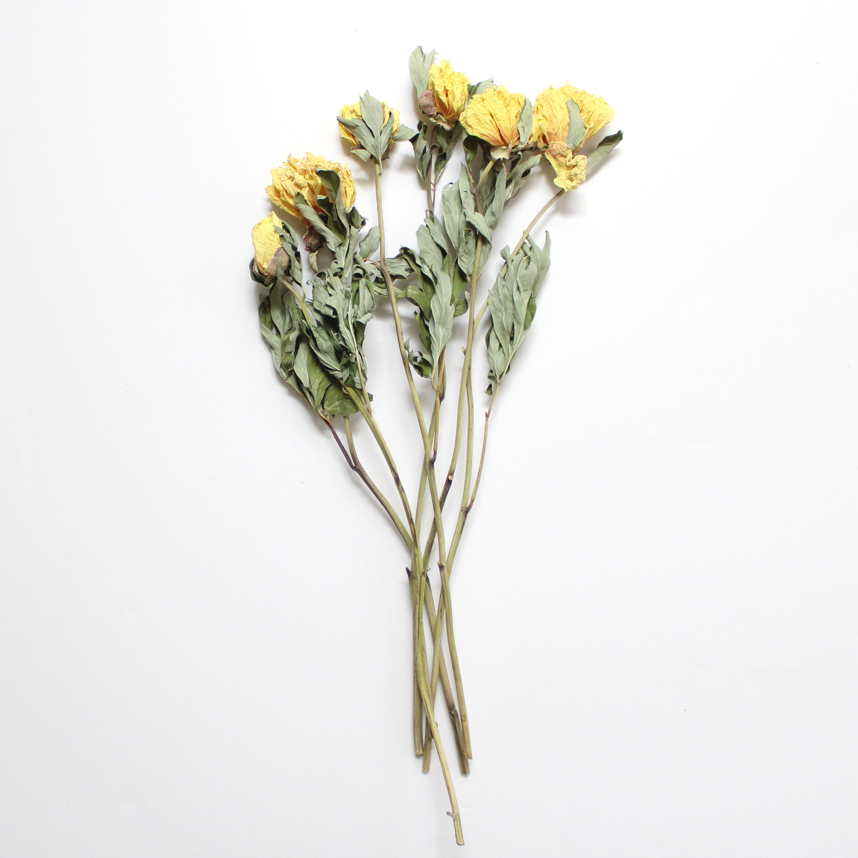 dried yellow peony bunch