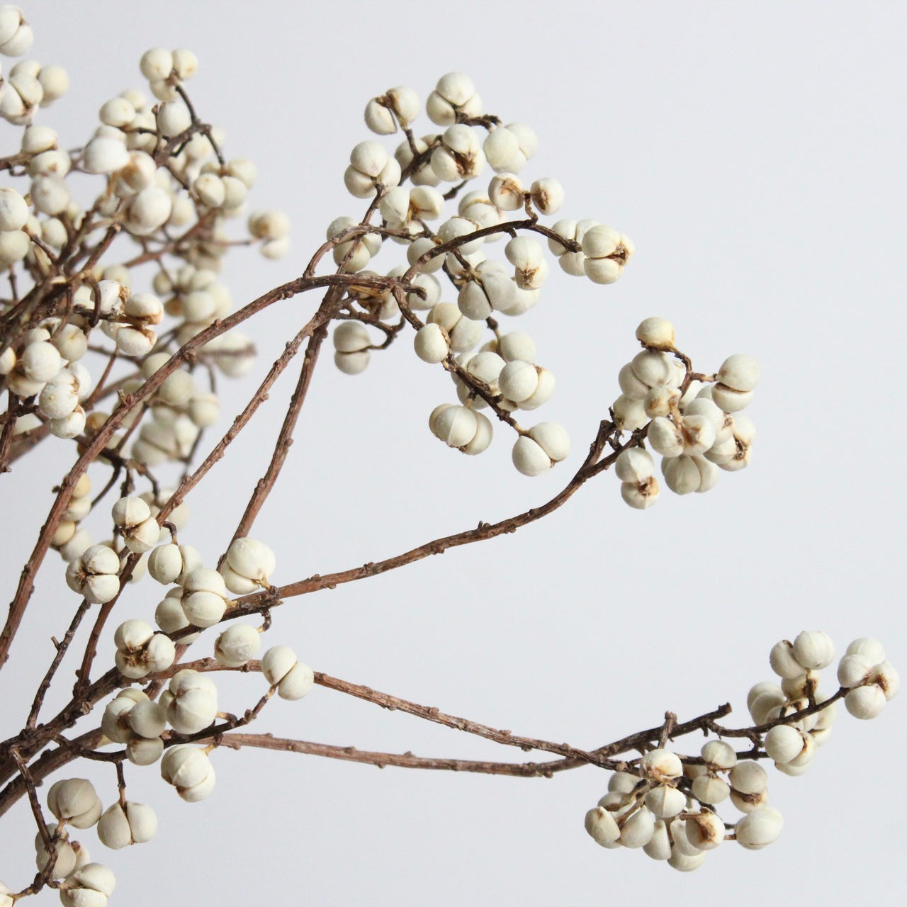 Dried Tallow Berry Roxanne's Dried Flowers