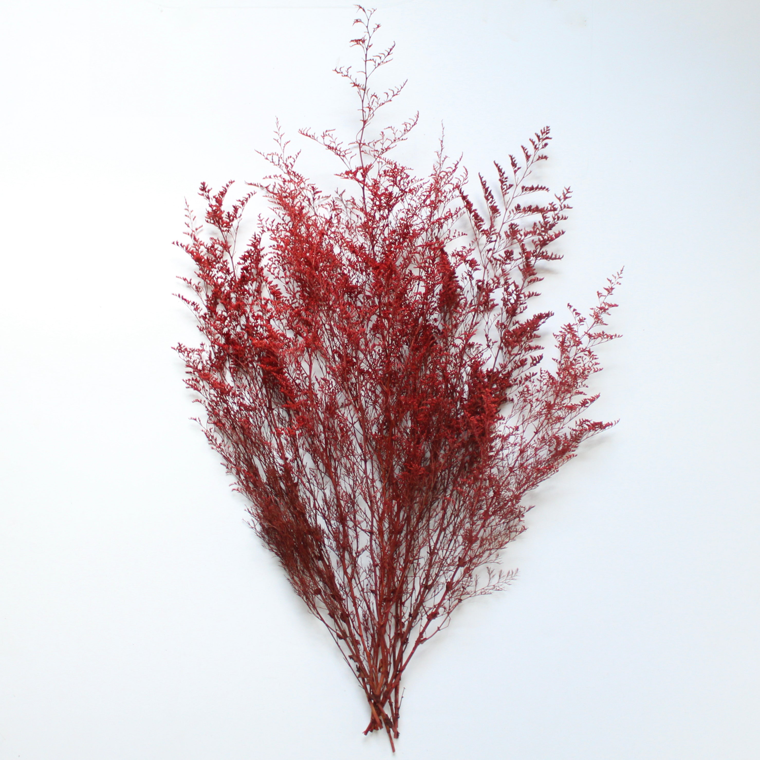 Preserved Foliage (Caspia/Limonium) Bunch in color "Red"
