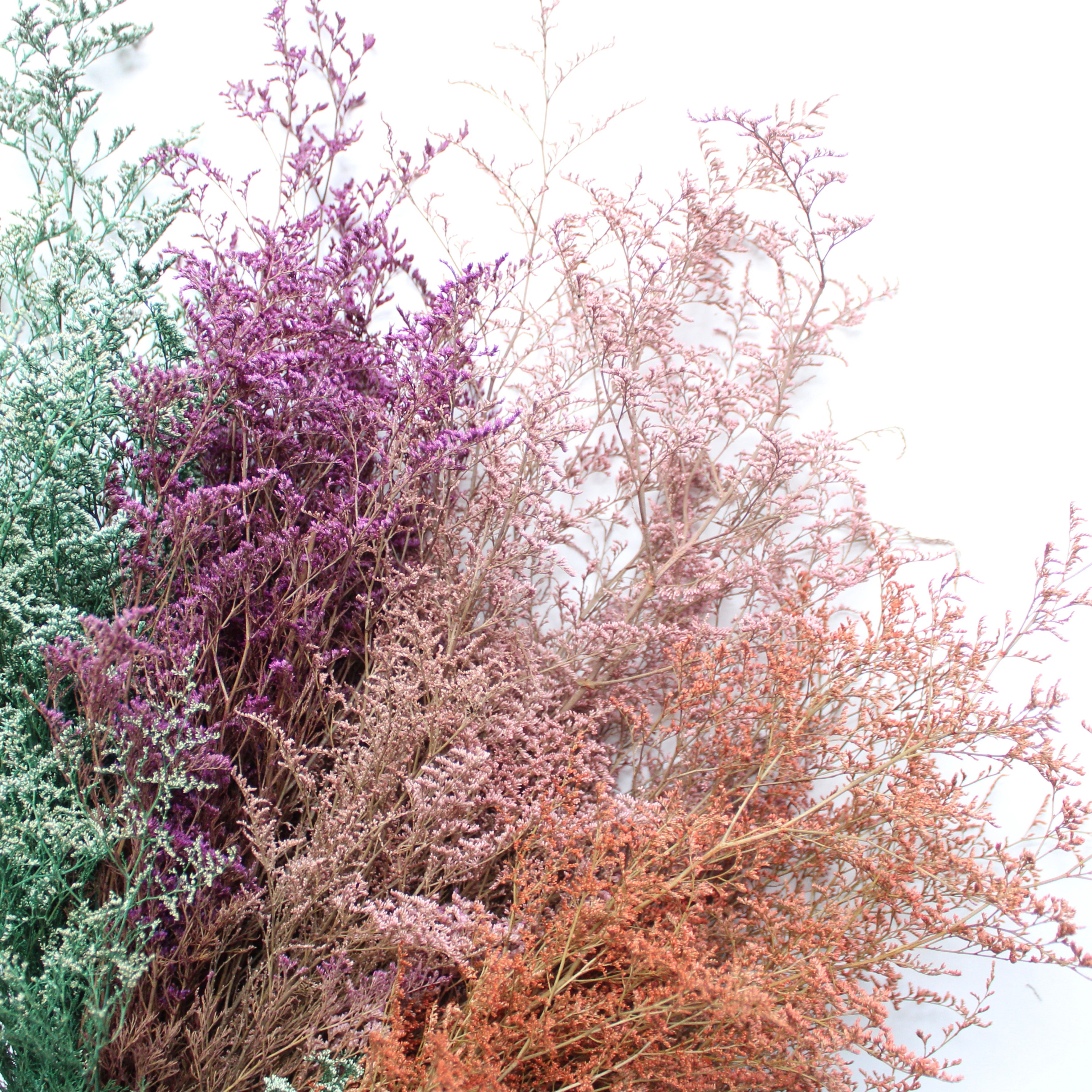 Preserved Foliage (Caspia/Limonium) Bunches - Green/White, Plum, Pink & Peach