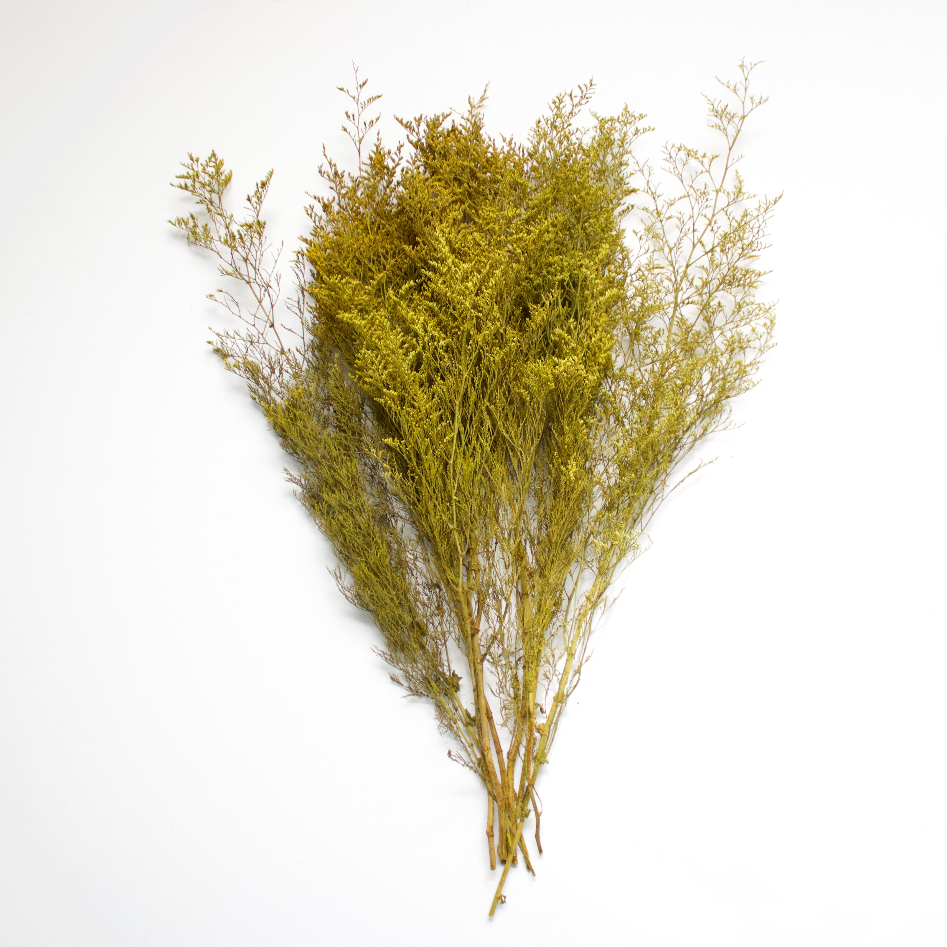 Preserved Foliage (Caspia/Limonium) Bunch in color "Yellow"