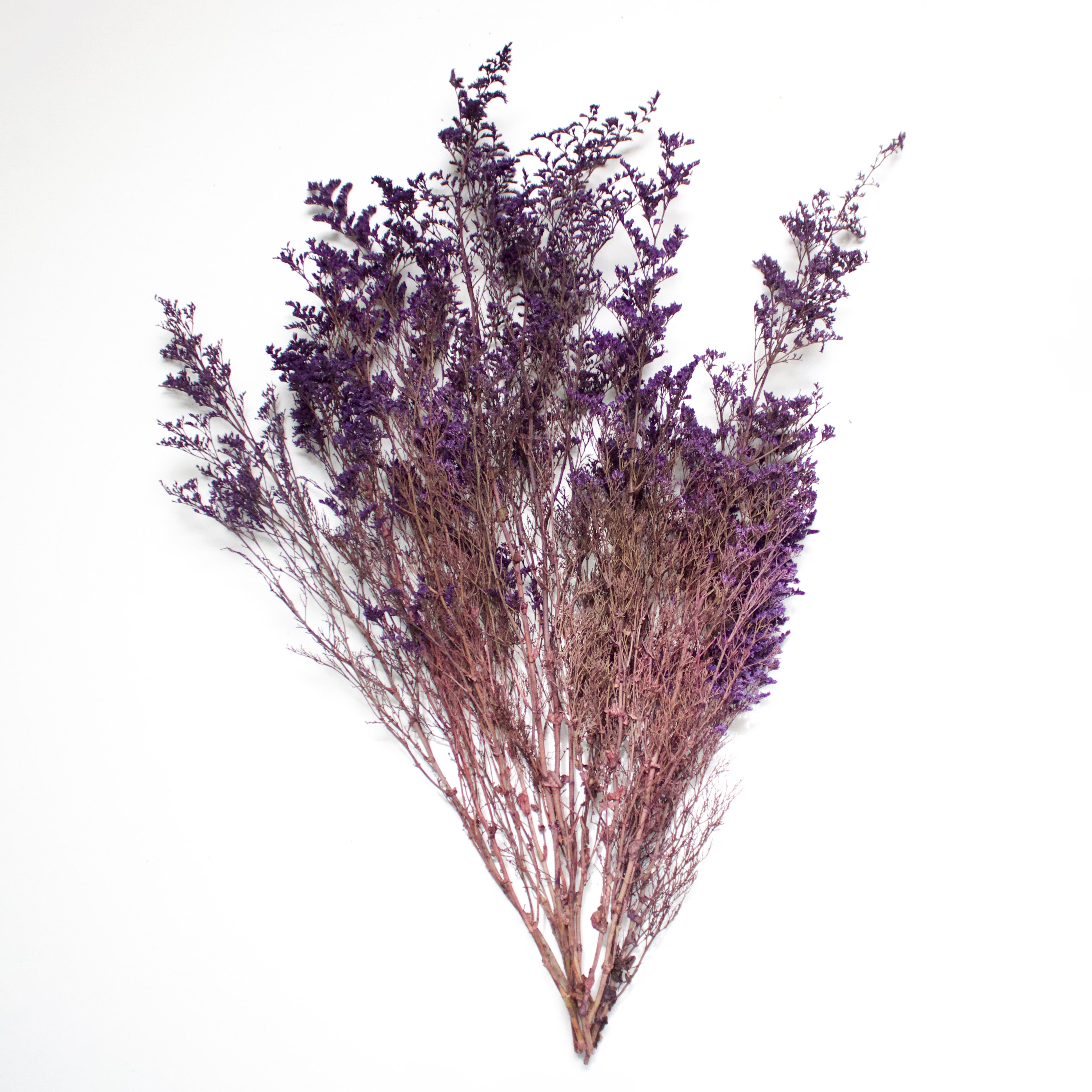 Preserved Foliage (Caspia/Limonium) Bunch in color "Purple"