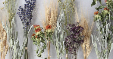 Caring for Dried Flowers: The Dos and Don’ts