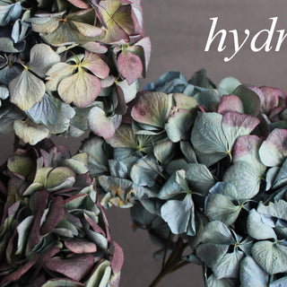 Flower Spotlight: Hydrangea