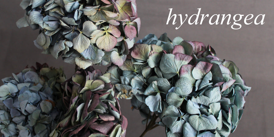 Flower Spotlight: Hydrangea