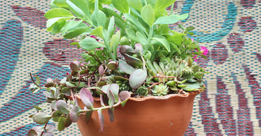 Plant A Mixed Container This Weekend