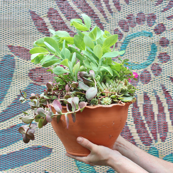 Plant A Mixed Container This Weekend