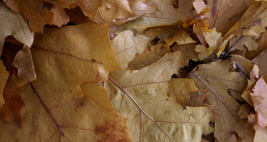 The Fall Collection