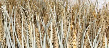 Grains & Grasses