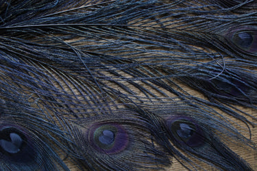 Feathers & More