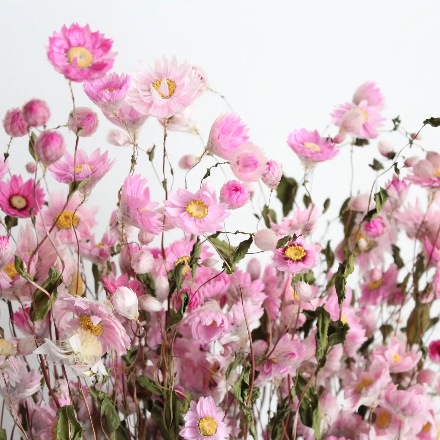 Dried Daisy White Flowers,250+ Real Chrysanthemum Rhodanthe