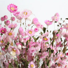 Load image into Gallery viewer, Rhodanthe - Dried
