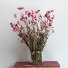 Load image into Gallery viewer, Rhodanthe - Dried
