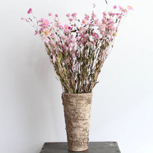 Load image into Gallery viewer, Rhodanthe - Dried
