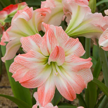 Bulb - Amaryllis Hipperastrum