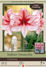 Load image into Gallery viewer, Bulb - Amaryllis Hipperastrum
