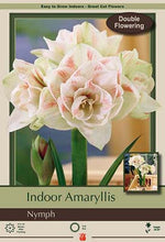 Load image into Gallery viewer, Bulb - Amaryllis Hipperastrum
