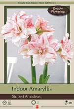 Load image into Gallery viewer, Bulb - Amaryllis Hipperastrum
