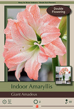 Load image into Gallery viewer, Bulb - Amaryllis Hipperastrum
