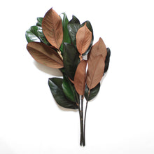Load image into Gallery viewer, Magnolia Stems - Preserved
