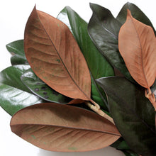 Load image into Gallery viewer, Magnolia Stems - Preserved
