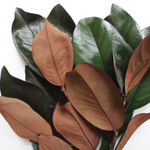 Load image into Gallery viewer, Magnolia Stems - Preserved
