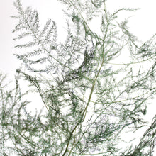 Load image into Gallery viewer, Fern - Preserved Plumosus
