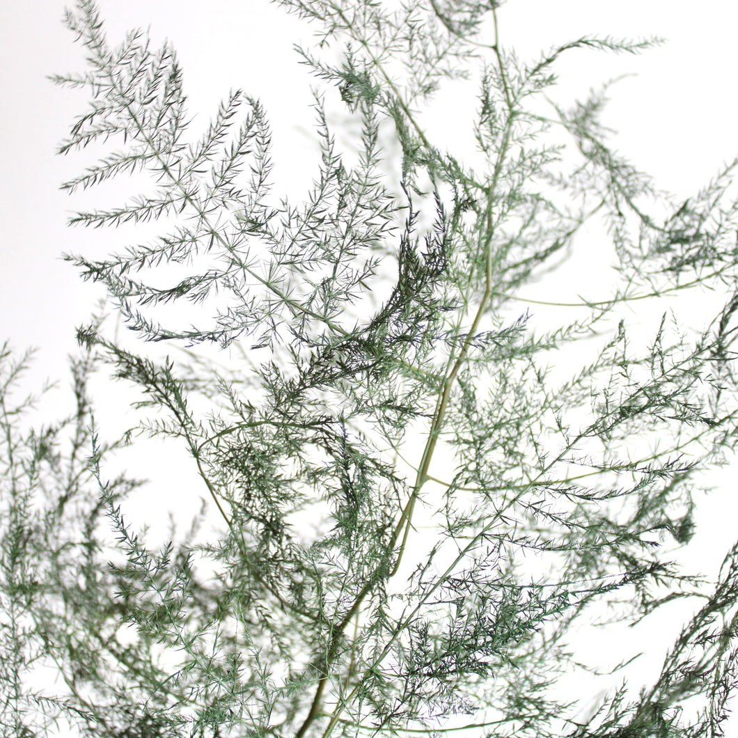 Fern - Preserved Plumosus