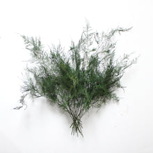 Load image into Gallery viewer, Fern - Preserved Plumosus
