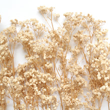 Load image into Gallery viewer, Baby&#39;s Breath - Preserved

