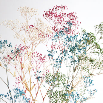 Preserved Mini Gypsophila