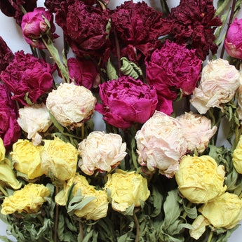 Dried Peony