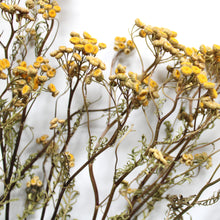 Load image into Gallery viewer, Dried Tansy
