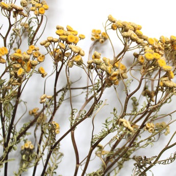 Dried Tansy