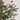 Red & Cream Mushroom Bundle