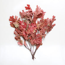 Load image into Gallery viewer, Preserved Red Oak Leaves
