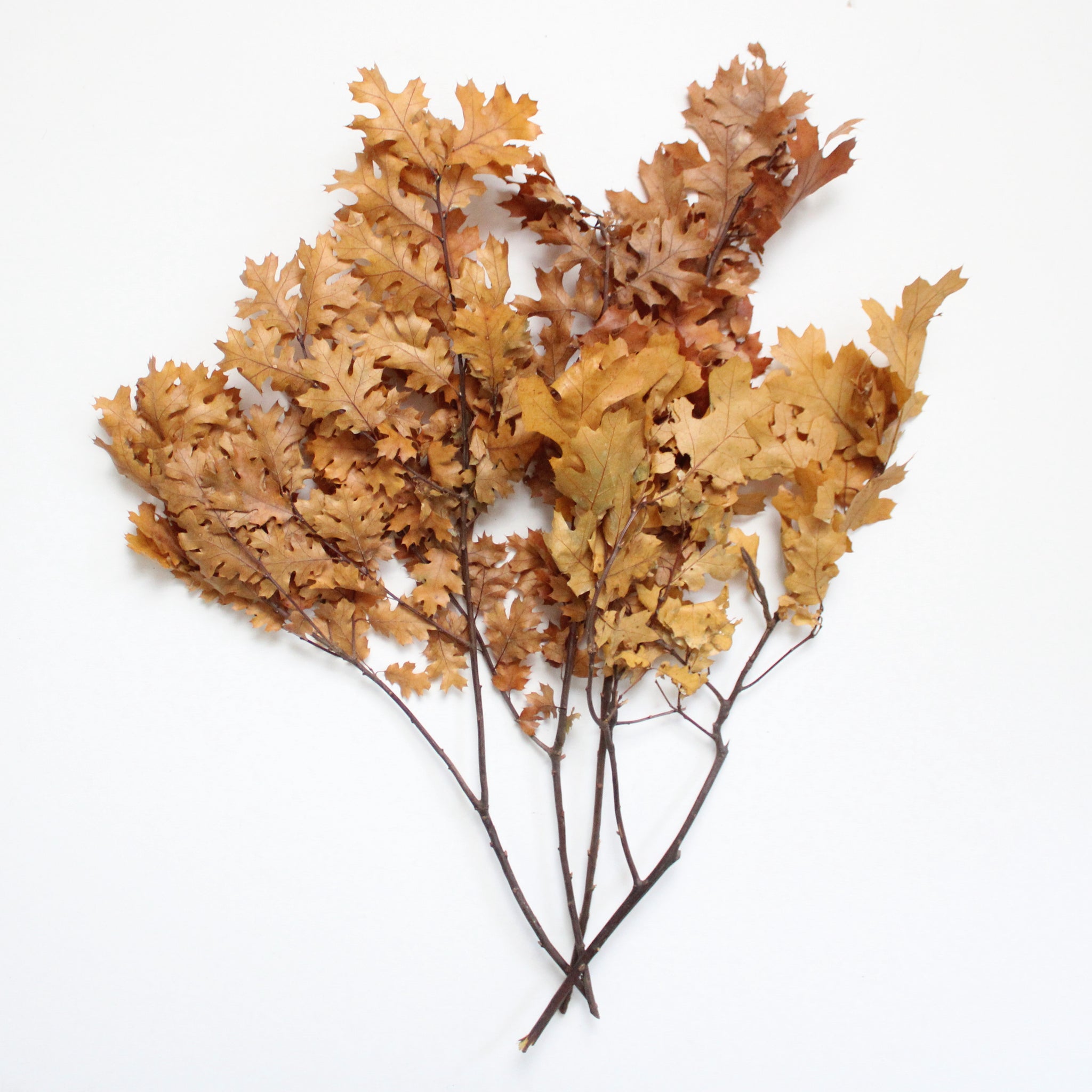 Preserved Fall Oak Leaves in Red - 1 lb Package