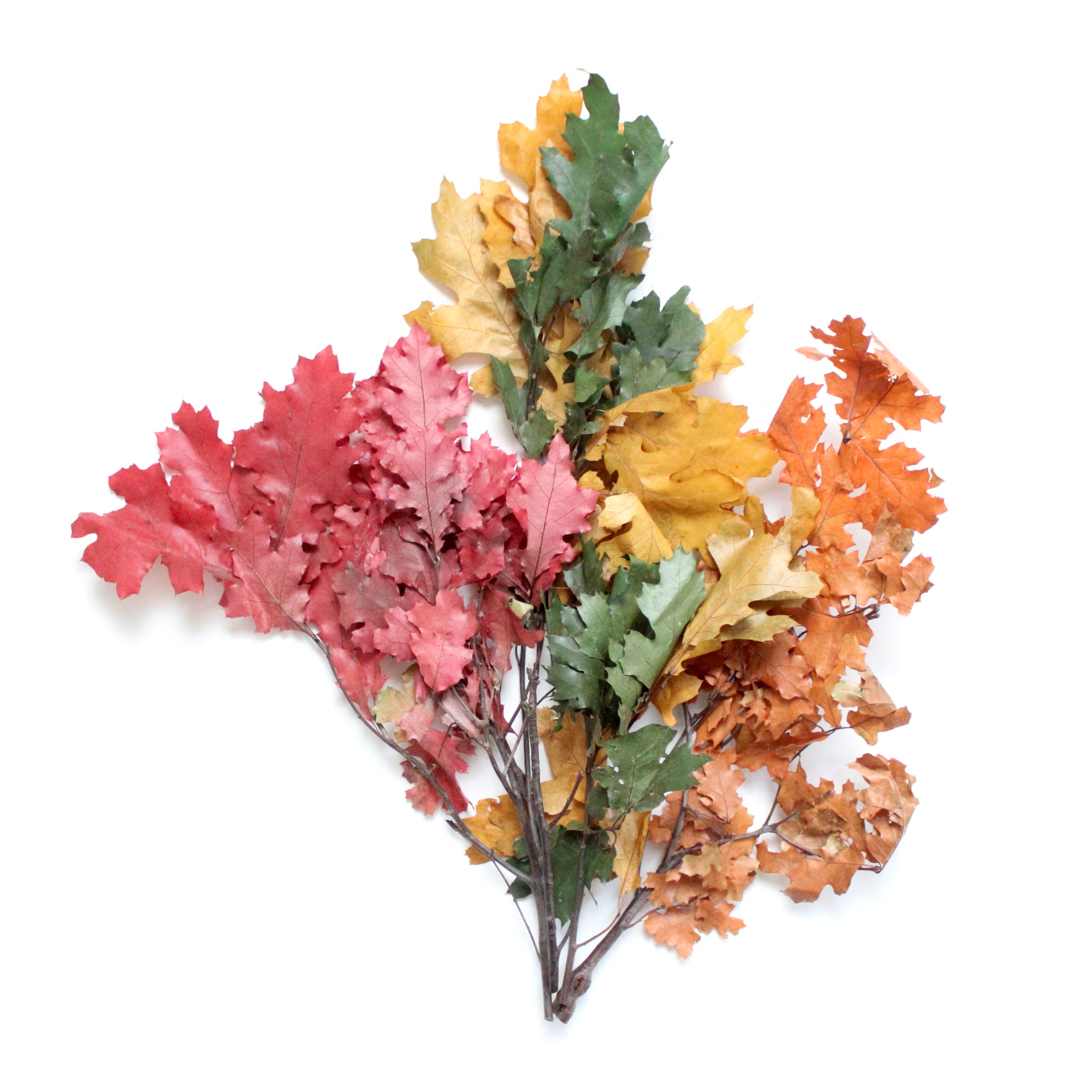 Preserved Autumn Oak Leaves, 1LB Decorative, Pressed, Dried Leaves