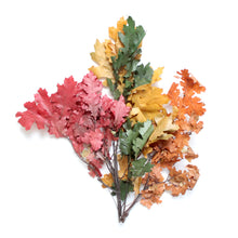 Load image into Gallery viewer, Preserved Oak Leaves - Mixed colors (Red, Orange, Yellow, Green)
